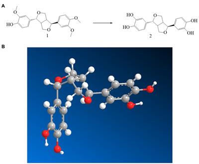 Therapeutic effect of demethylated hydroxylated phillygenin derivative on Helicobacter pylori infection